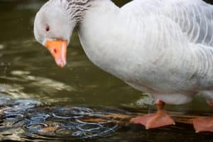 Goose shaking Head and playing with Water Drops, doing Circles on the Surface. Motion Blur on Head and Drops.